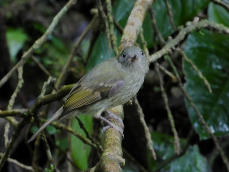 Olive-streaked Flycatcher (Mionectes olivaceus) photo