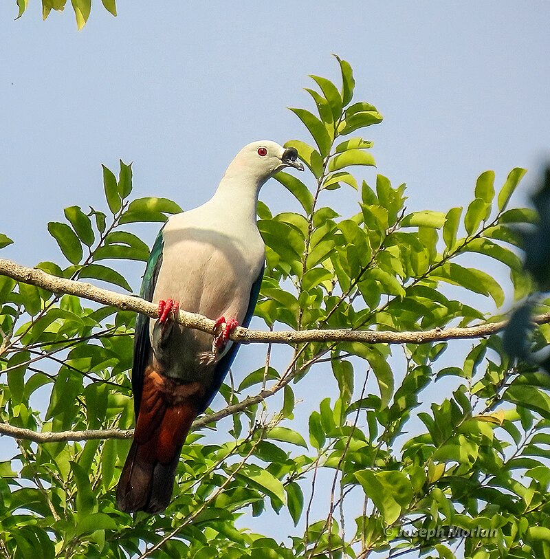 Spice Imperial-Pigeon (Ducula myristicivora) photo