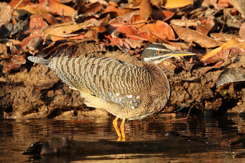 Sunbittern (Eurypyga helias) photo