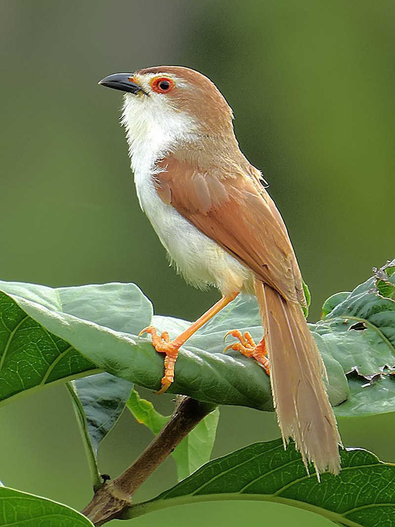 Yellow-eyed Babbler (Chrysomma sinense) photo