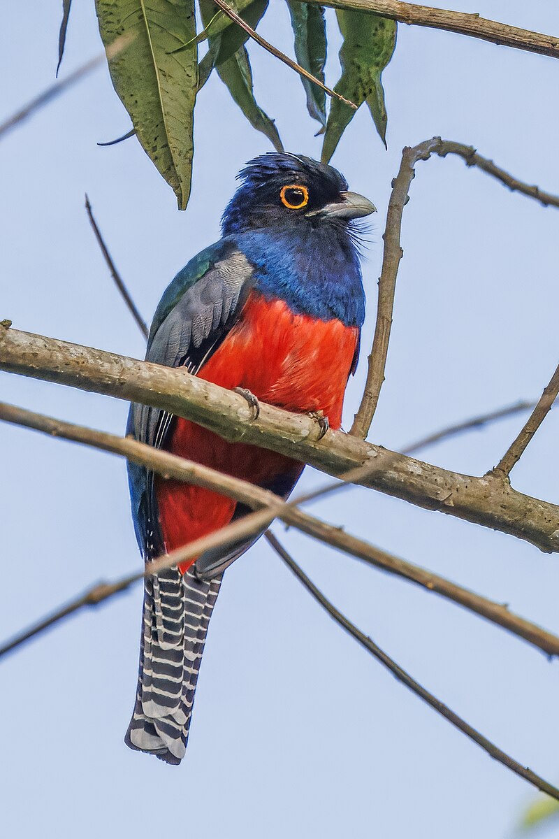 Blue-crowned Trogon (Trogon curucui) photo