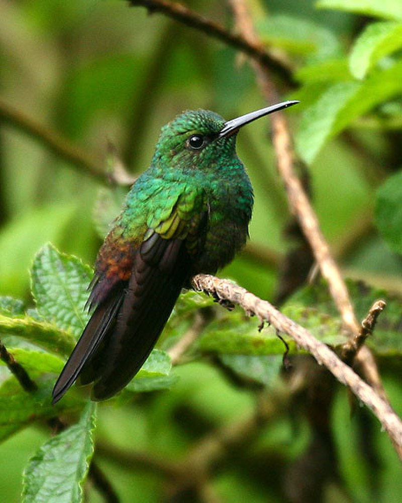 Bronze-tailed Plumeleteer (Chalybura urochrysia) photo