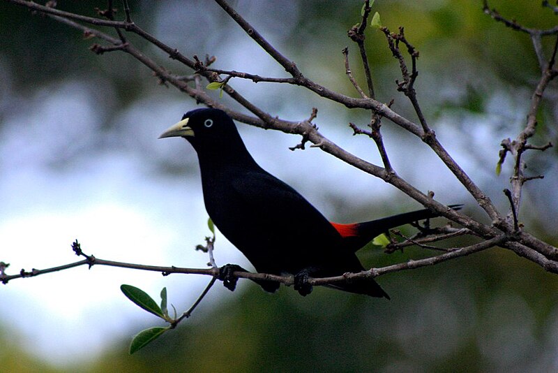 Scarlet-rumped Cacique (Cacicus uropygialis) photo