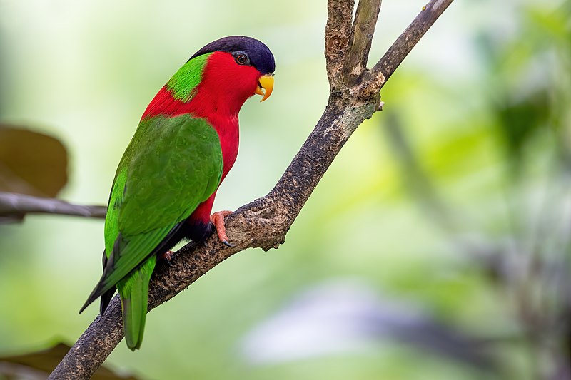 Collared Lory (Vini solitaria) photo