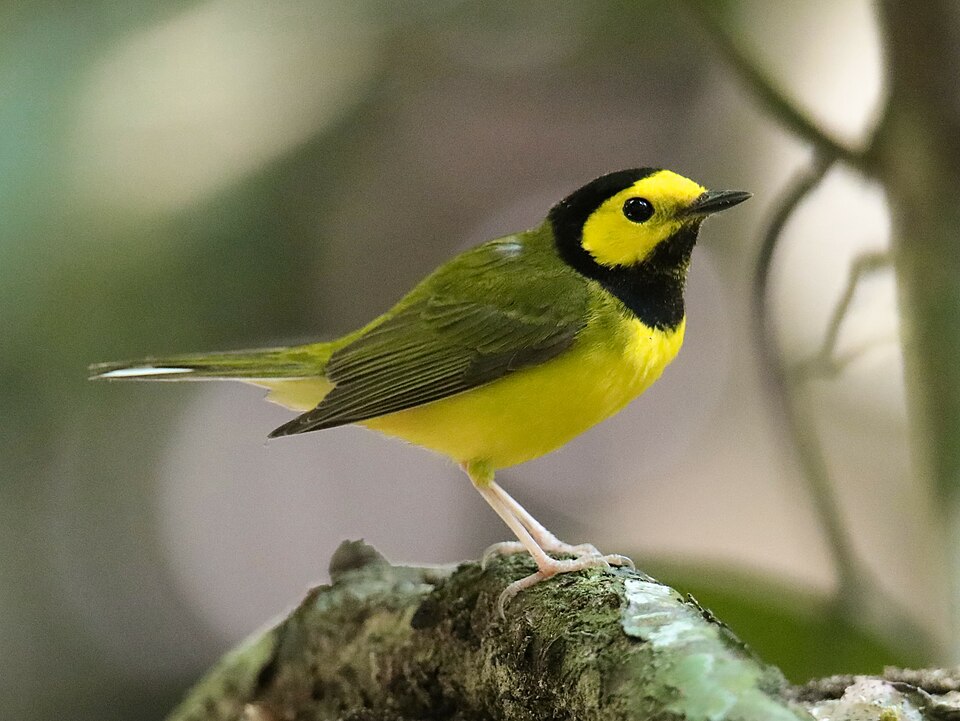 Hooded Warbler (Setophaga citrina)