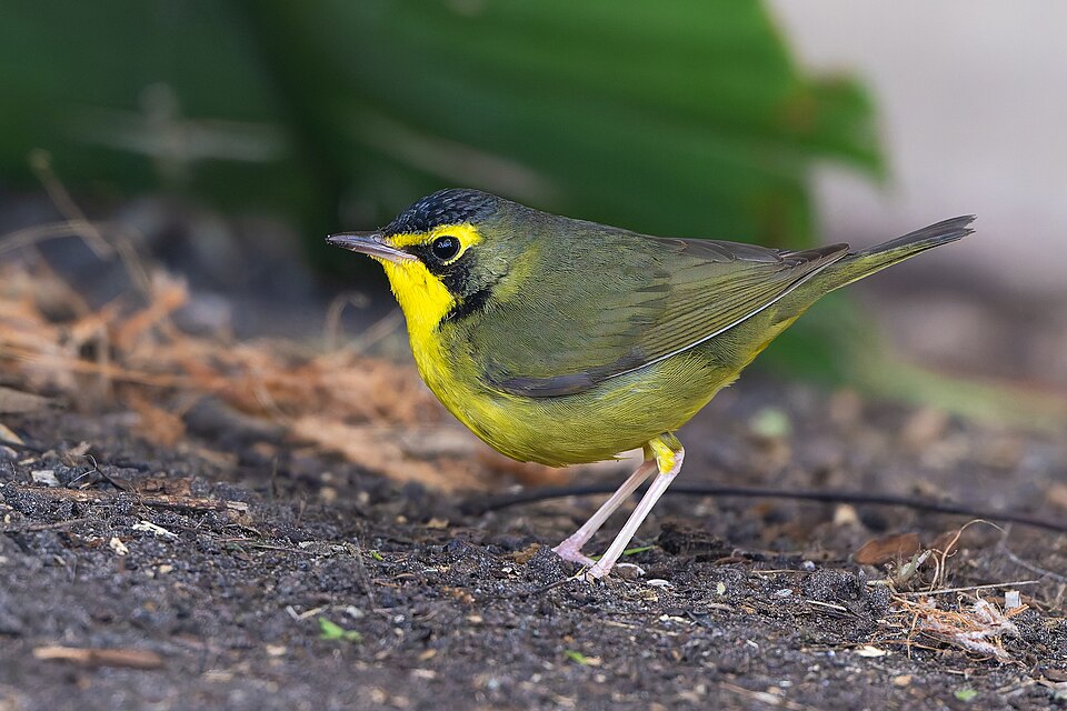 Kentucky Warbler (Geothlypis formosa)