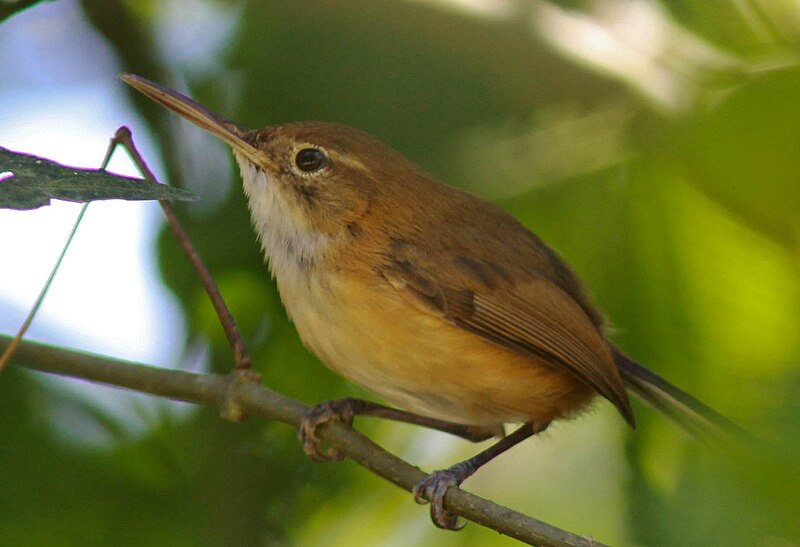 Long-billed Gnatwren (Ramphocaenus melanurus) photo