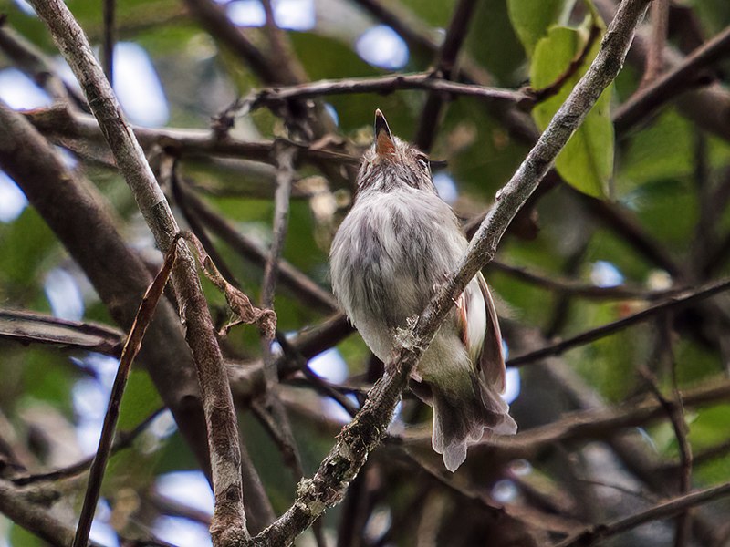 White-bellied Pygmy-Tyrant (Myiornis albiventris) photo