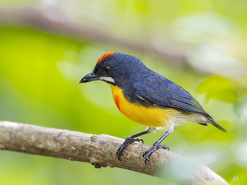Palawan Flowerpecker (Prionochilus plateni) photo