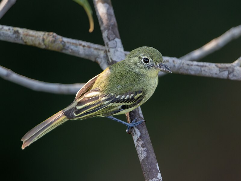 Olive-green Tyrannulet (Phylloscartes virescens) photo
