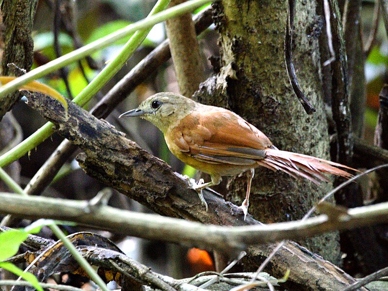 White-lored Spinetail (Synallaxis albilora) photo