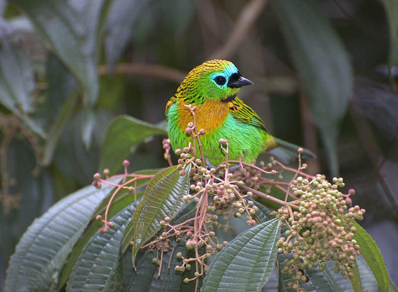Brassy-breasted Tanager (Tangara desmaresti) photo