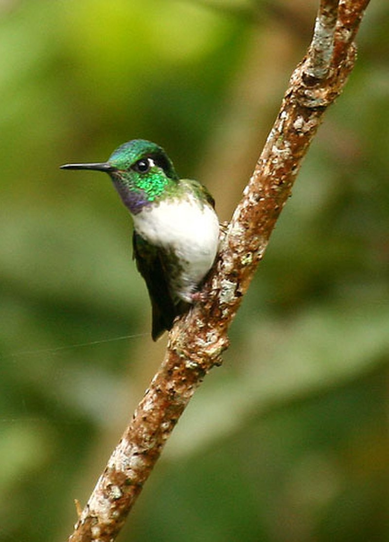 White-bellied Mountain-gem (Lampornis hemileucus) photo