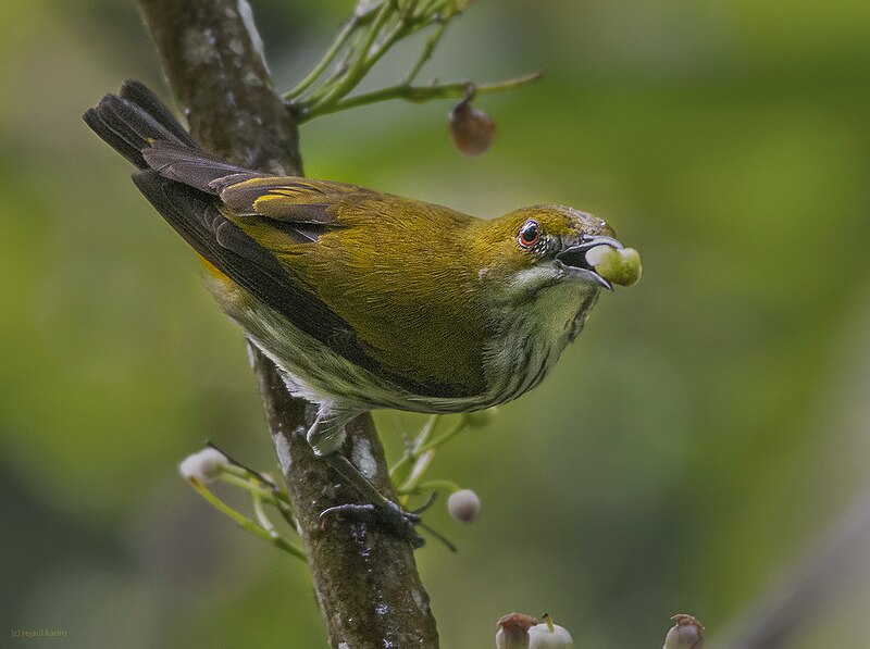 Yellow-vented Flowerpecker (Pachyglossa chrysorrhea) photo