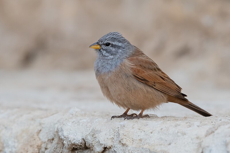 House Bunting (Emberiza sahari) photo