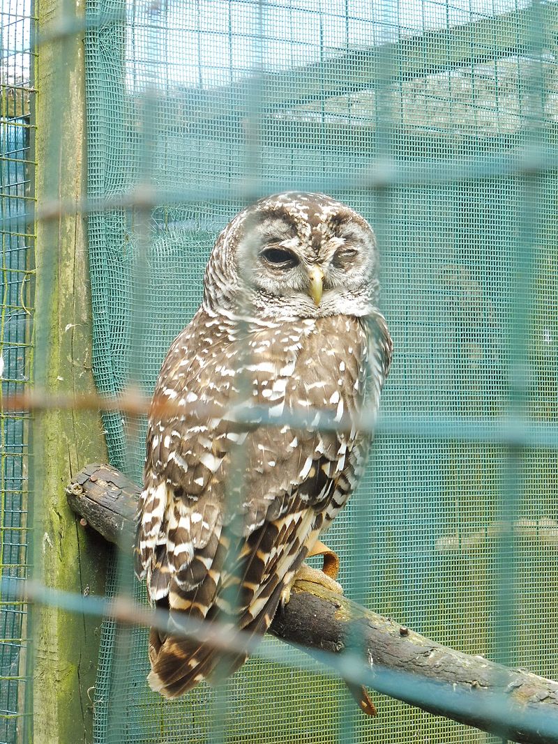 Chaco Owl (Strix chacoensis) photo