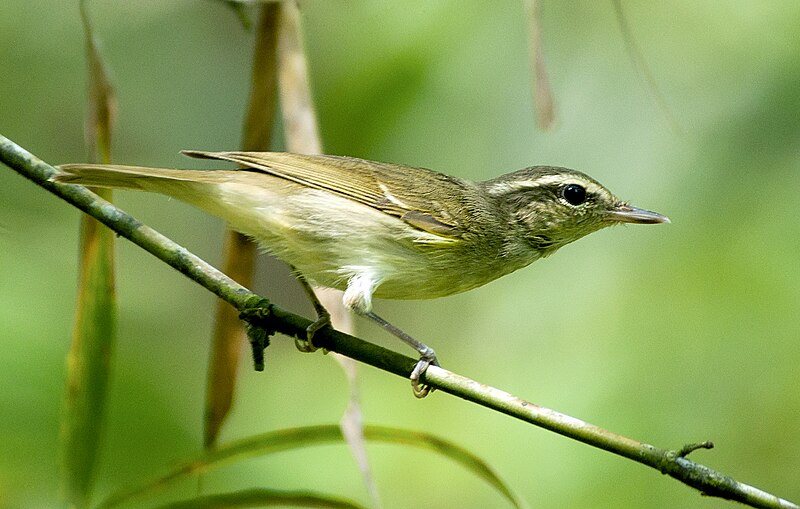 Large-billed Leaf Warbler (Phylloscopus magnirostris) photo