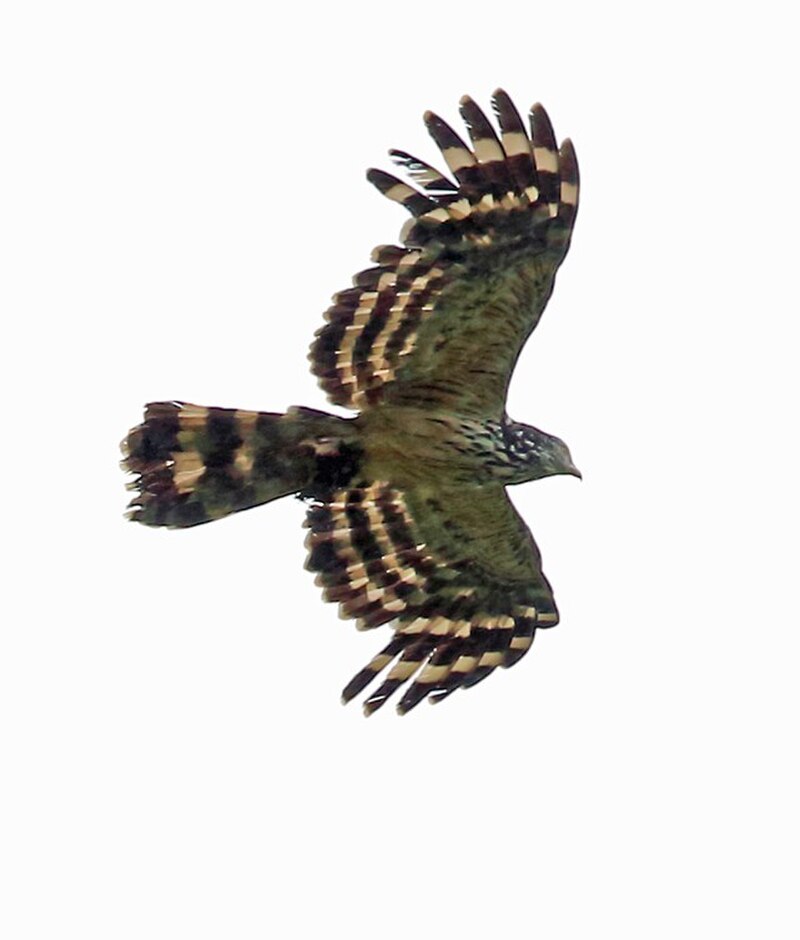Long-tailed Honey-buzzard (Henicopernis longicauda) photo