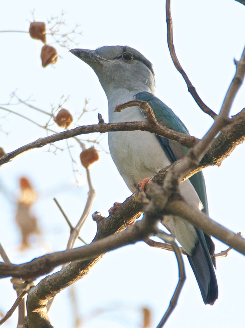 Cuckoo-roller (Leptosomus discolor) photo