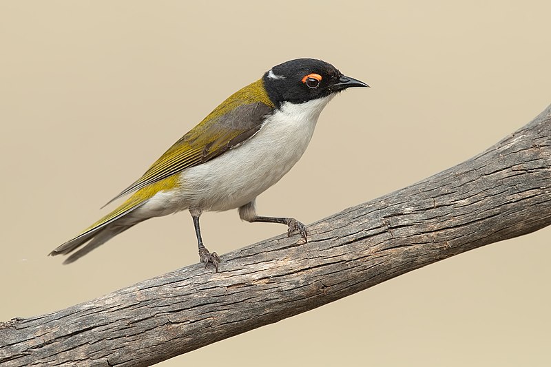 White-naped Honeyeater (Melithreptus lunatus) photo