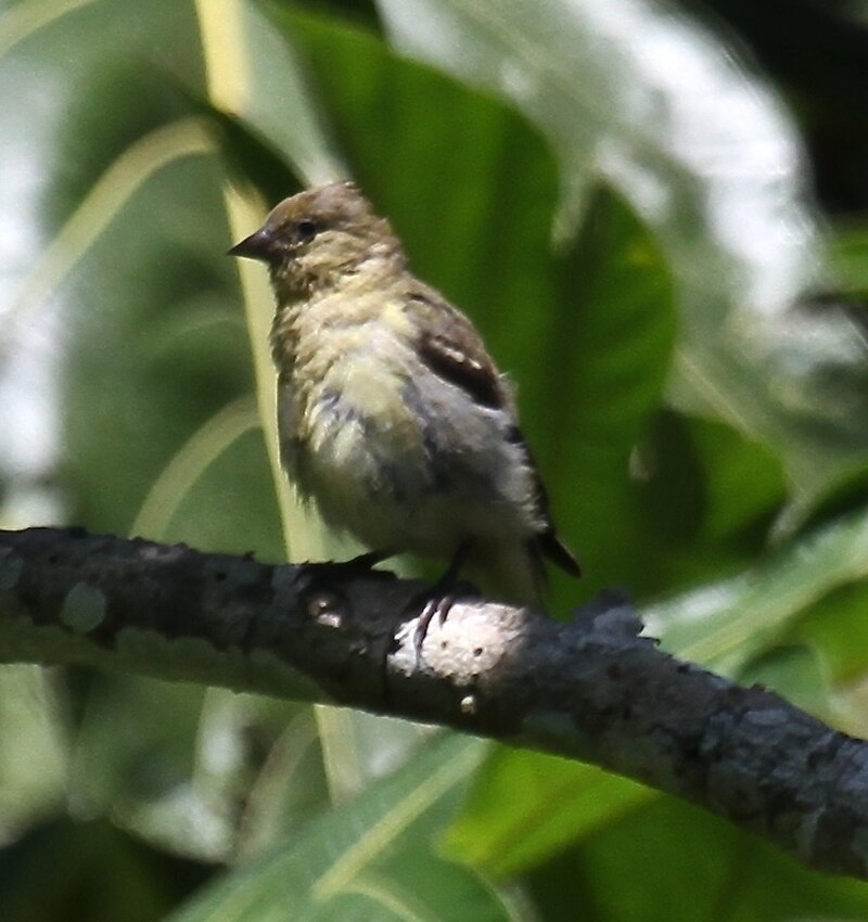 Olivaceous Siskin (Spinus olivaceus) photo