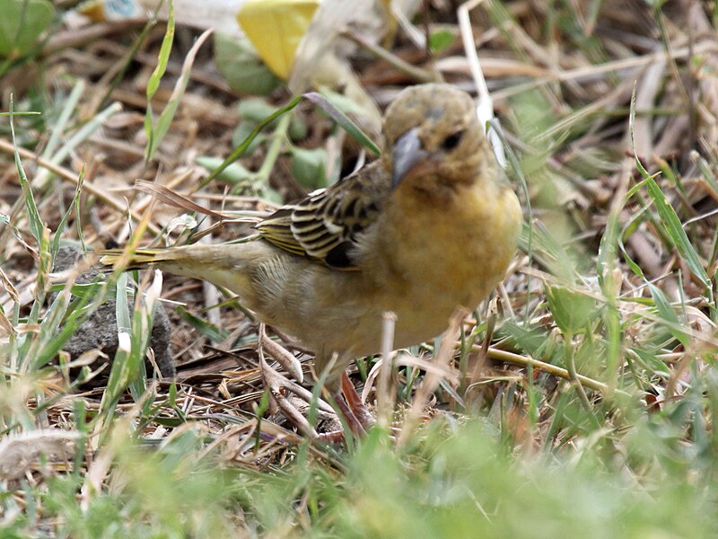 Yellow-throated Serin (Crithagra flavigula) photo