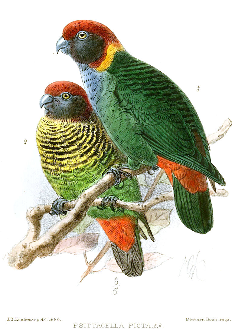 Painted Tiger-Parrot (Psittacella picta) photo