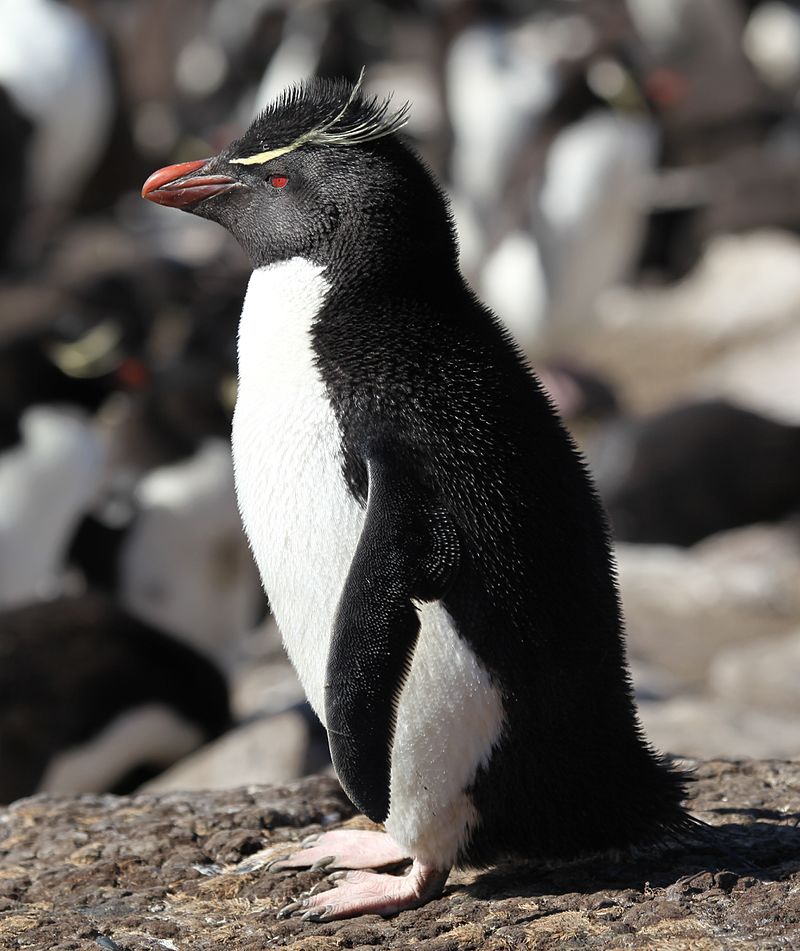 Western Rockhopper Penguin (Eudyptes chrysocome) photo