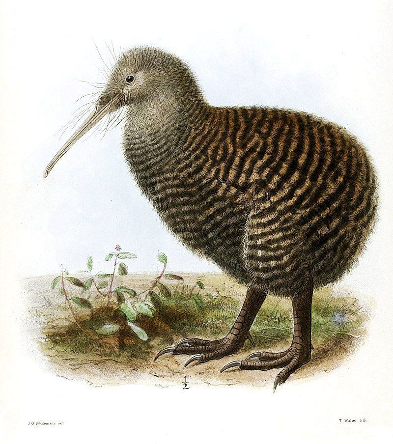 Great Spotted Kiwi (Apteryx maxima) photo