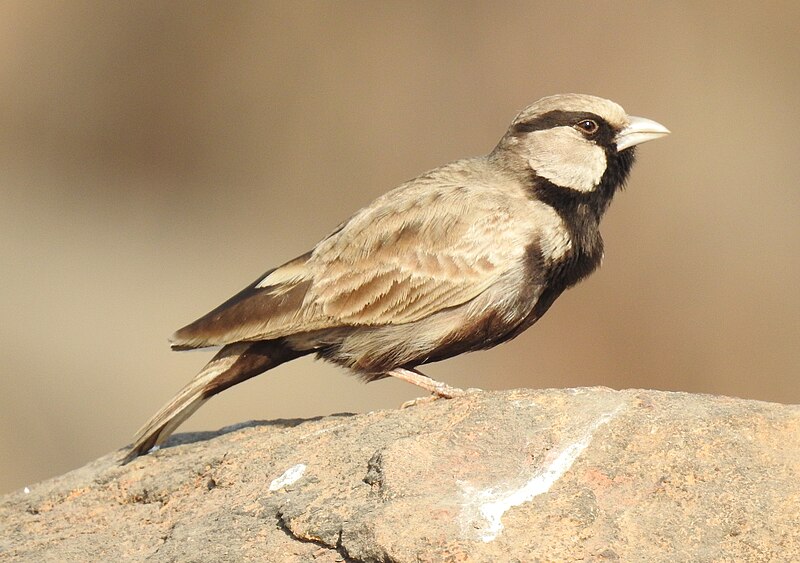 Ashy-crowned Sparrow-Lark (Eremopterix griseus) photo