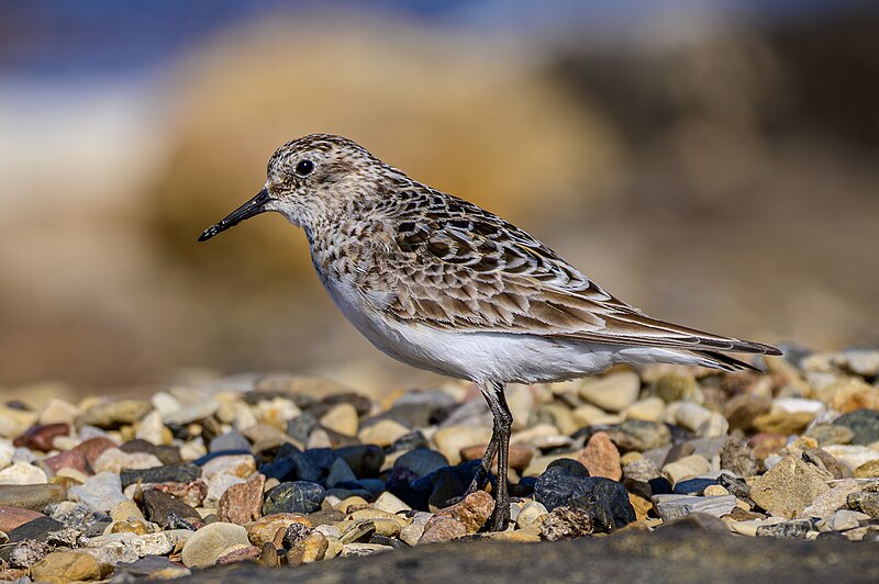 Baird's Sandpiper (Calidris bairdii) photo
