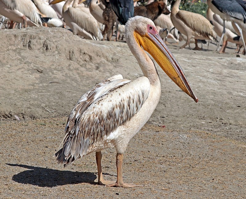 Great White Pelican (Pelecanus onocrotalus) photo