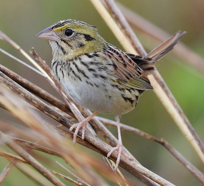 Henslow's Sparrow (Centronyx henslowii) photo