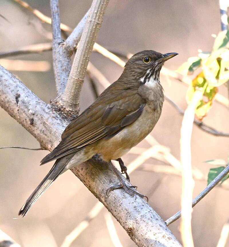 White-throated Thrush (Turdus assimilis) photo