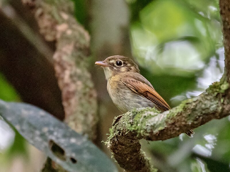 Russet-winged Spadebill (Platyrinchus leucoryphus) photo