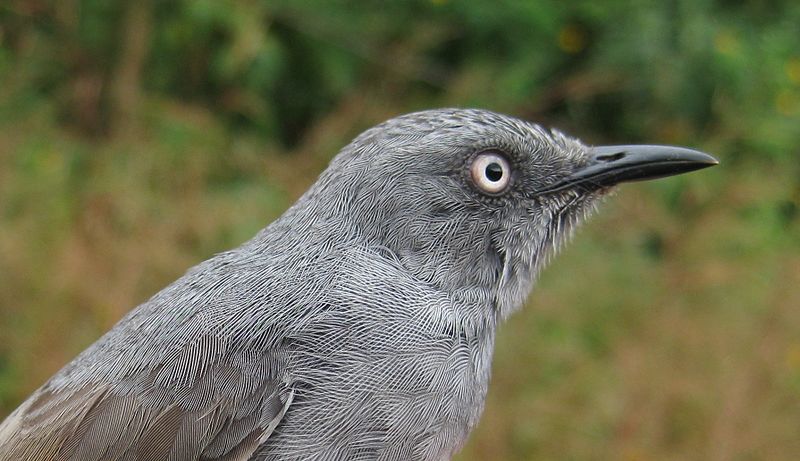 Sierra Leone Prinia (Schistolais leontica) photo