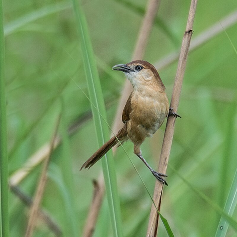 Slender-billed Babbler (Argya longirostris) photo