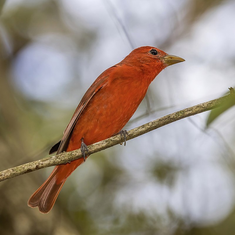 Summer Tanager (Piranga rubra) photo