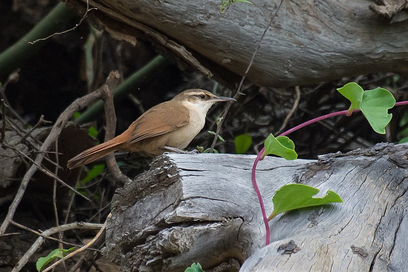 Bolivian Earthcreeper (Tarphonomus harterti) photo