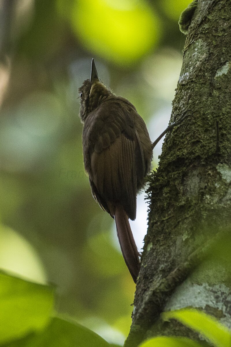 Tawny-winged Woodcreeper (Dendrocincla anabatina) photo