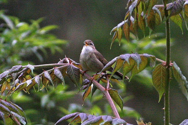 Yellow-streaked Warbler (Phylloscopus armandii) photo