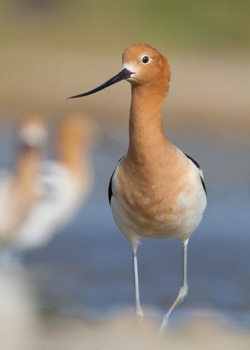 American Avocet (Recurvirostra americana) photo