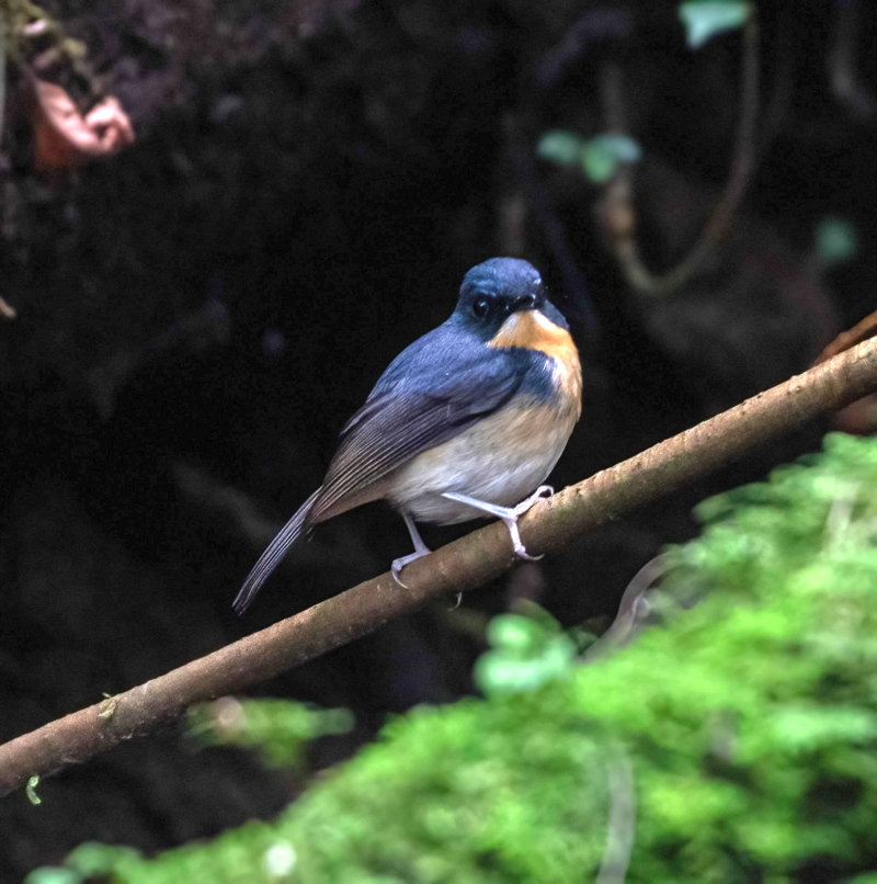 Bundok Flycatcher (Ficedula luzoniensis) photo