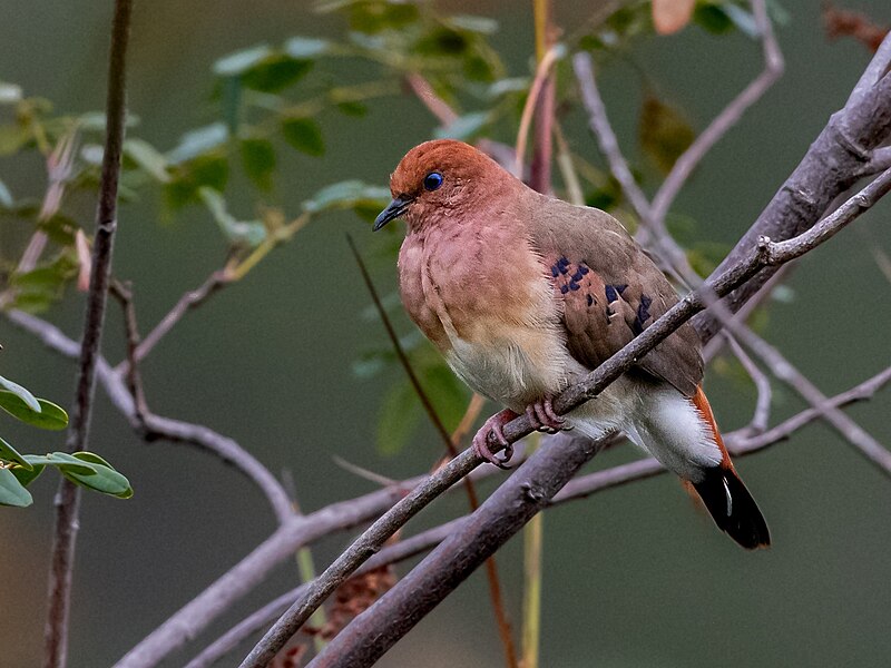 Blue-eyed Ground Dove (Columbina cyanopis) photo