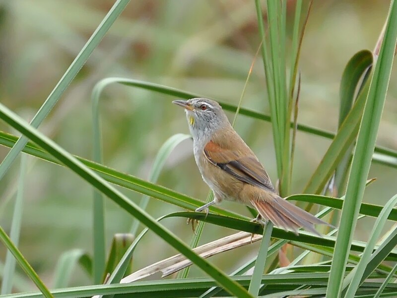 Sulphur-bearded Reedhaunter (Limnoctites sulphuriferus) photo