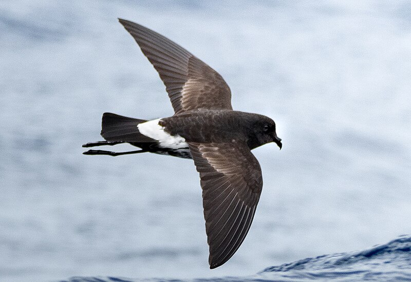 New Zealand Storm-Petrel (Fregetta maoriana) photo