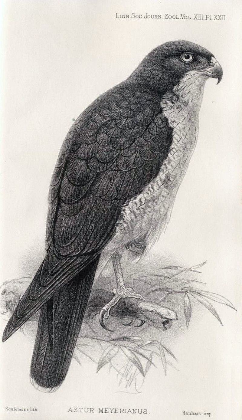 Meyer's Goshawk (Astur meyerianus) photo