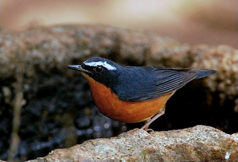 Indian Blue Robin (Larvivora brunnea) photo
