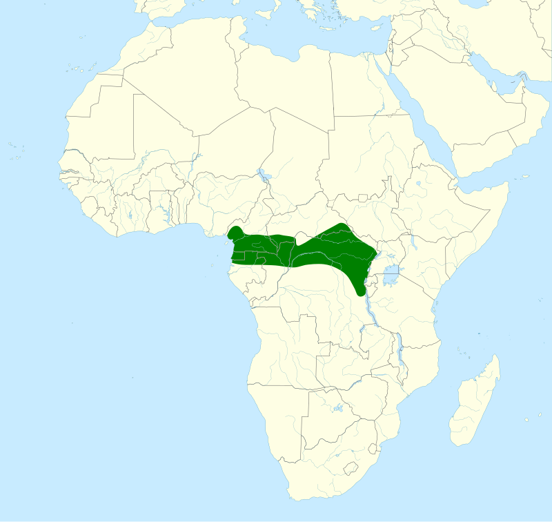 Zenker's Honeyguide (Melignomon zenkeri) photo