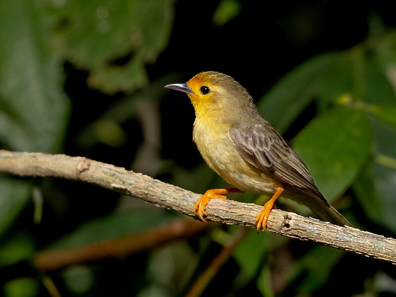 Orange-fronted Plushcrown (Metopothrix aurantiaca) photo